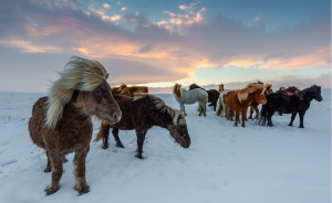 visit in winter