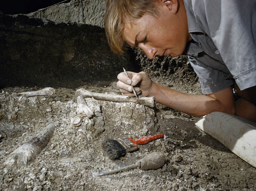 Things to Know About Paleontology